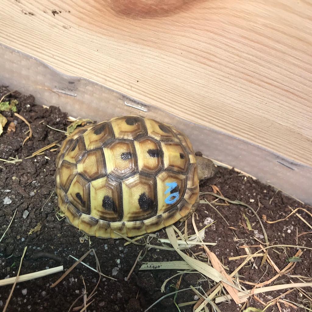 2 griechische Landschildkröten in 67360 Lingenfeld für € 70,00 zum ...