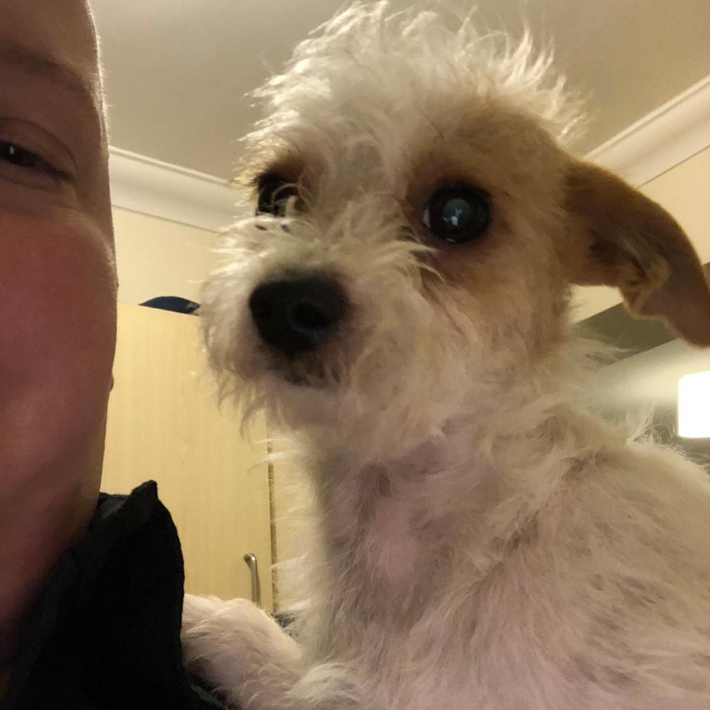 Chichon (Chihuahua x bichon frise) dog puppy in CF83 Trethomas für 150