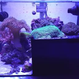 Selling my Fluval Evo marine tank due to lack of time at the moment.

Comes with all livestock:
Corals (zoa's, gsp, toadstools, mushrooms)
Watchman Goby and Pistol Shrimp pair
Zebra Dart Fish
Various CUC
(No Clownfish)

Upgraded light
Auto top off
Stock Skimmer
Wavemaker

Pics show the tank a few months ago and now. It's been a bit neglected due to lack of time but can look beautiful with a bit of work and TLC (everything is still alive and growing just not happy)

£250 ono