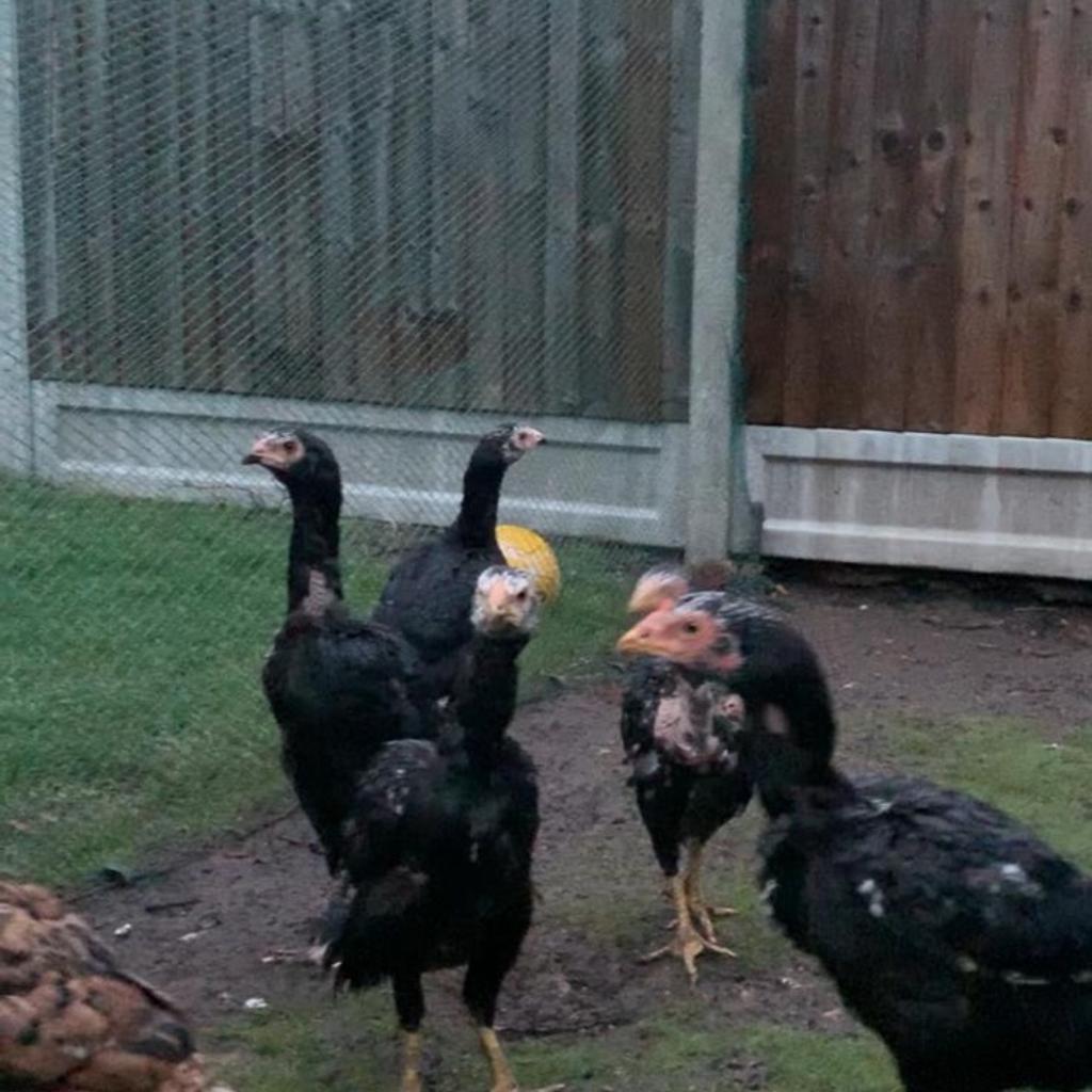 Java Aseel Pullets & Stags in E11 London for £180.00 for sale Shpock