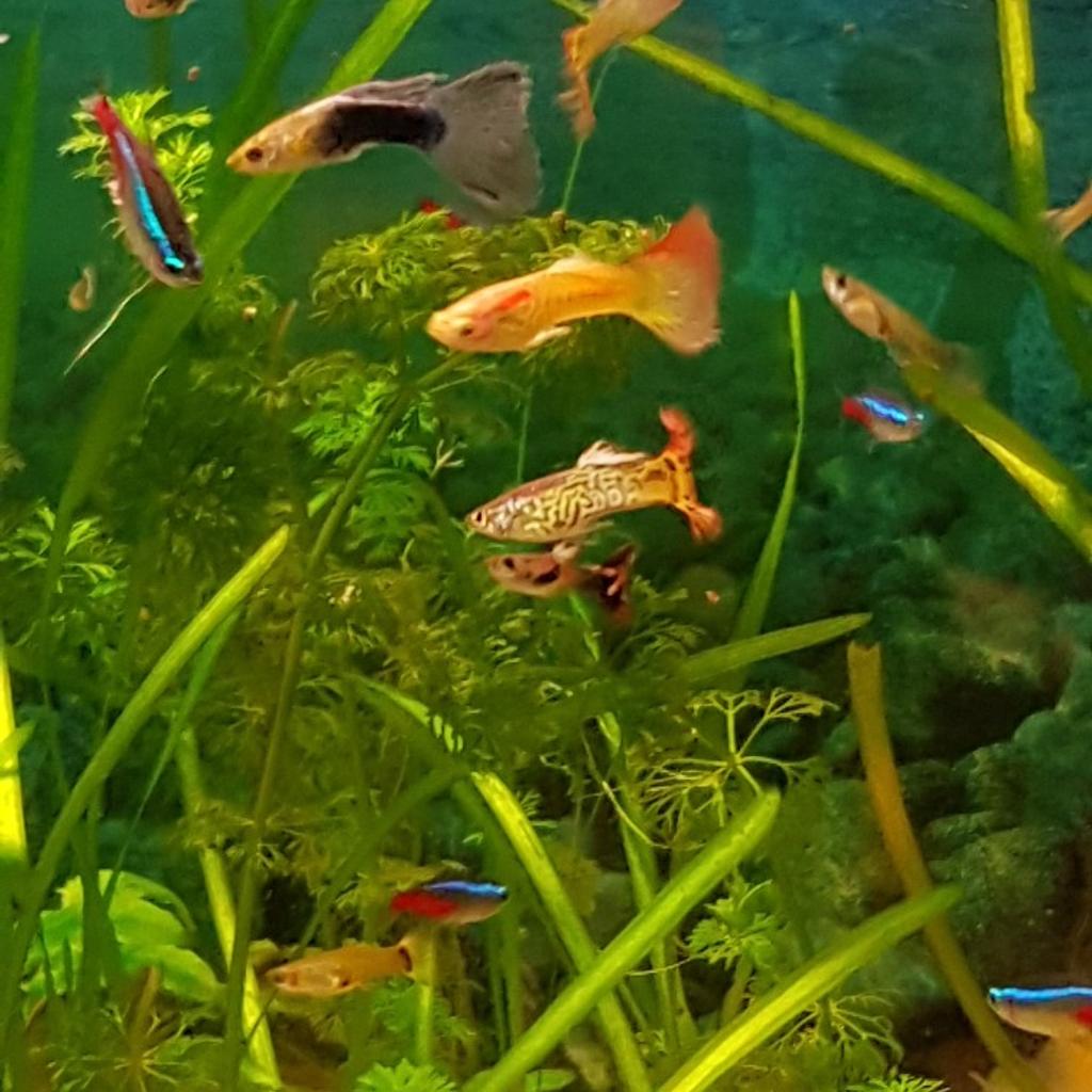 guppy guppies tropical community fish in Wigan for £13.00 for sale Shpock