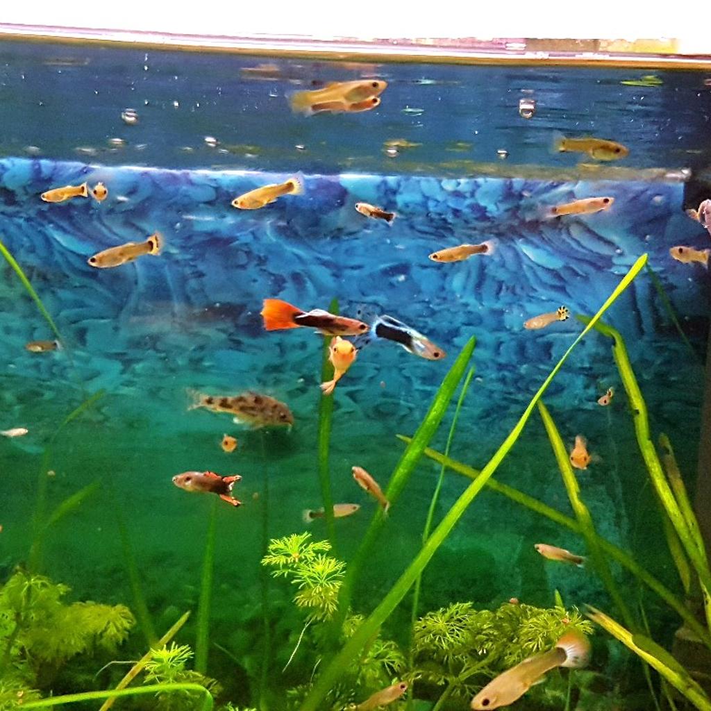 guppy guppies tropical community fish in Wigan for £13.00 for sale Shpock