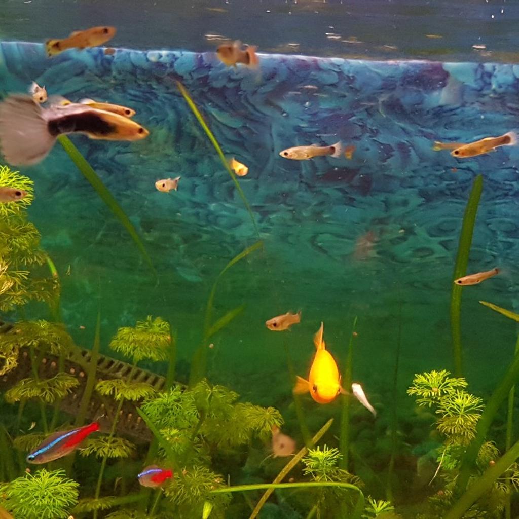 guppy guppies tropical community fish in Wigan for £13.00 for sale Shpock