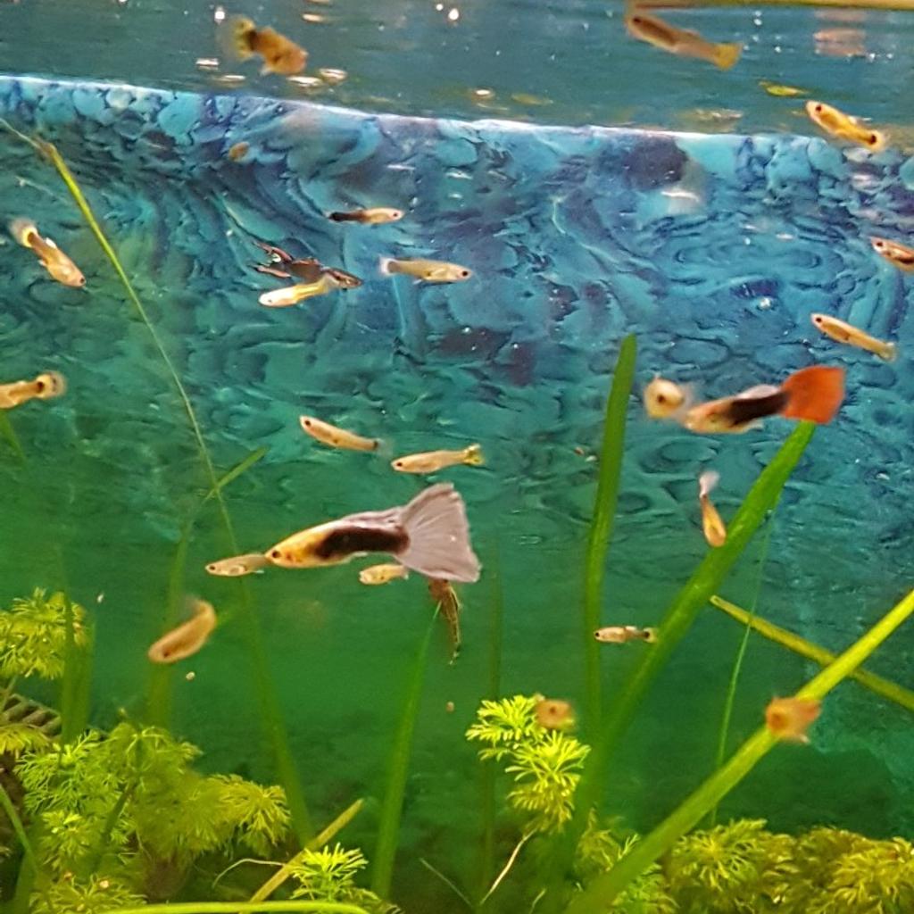 guppy guppies tropical community fish in Wigan for £13.00 for sale Shpock