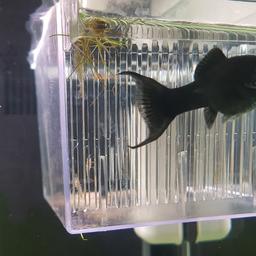 Vendo bellissimi piccoli di black molly nati nel mio acquario. I genitori sono questi in foto. 3389581254 prezzo 1,50 cad
se li prendete tutti insieme faccio €1
