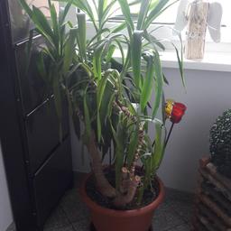 Verkaufe eine wunderschöne Yuccapalme ca. 150 gross mit Blumentopf und Untersetzer....abzuholen in 6300 Wörgl
Tel.Nr. 069918393087