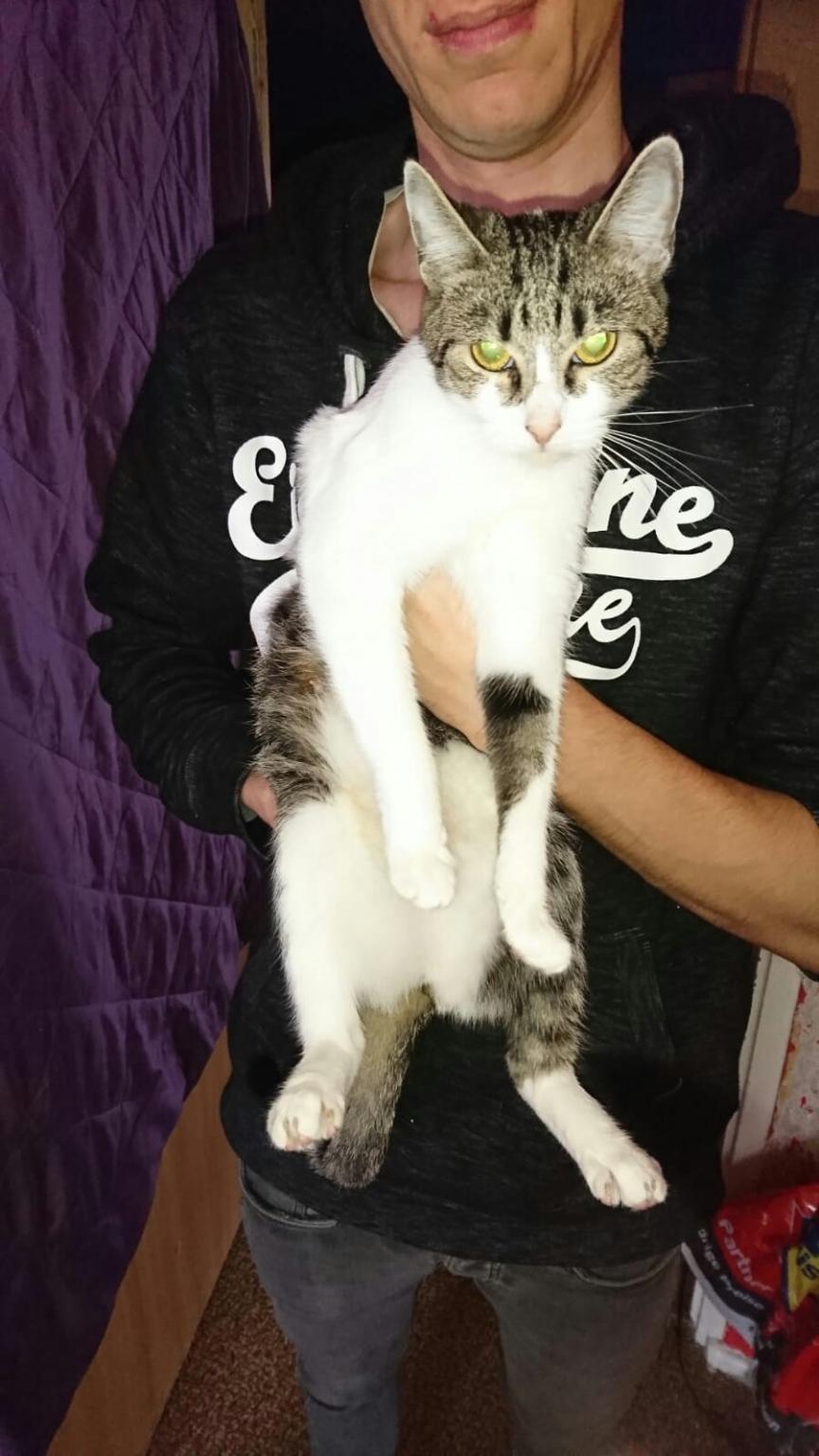 Katzen zu verschenken in 39576 Stendal für gratis zum Verkauf Shpock DE