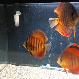 All healthy discus had them a year almost, 2 red maps both about 4” in size, and 2 checkerboard 1 about 4-5” and the other I would say 5” to 5-5”, selling due to breaking down the tank