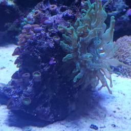 Bubble tip green anemoni.on live rock covered in green polops growing fast eating well. good home for clown fish sale or swop for coral.collection only