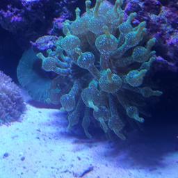green bubble tip anemonie.growing fast on live rock..eating well.plus green mushrooms £5.00 each.collect only