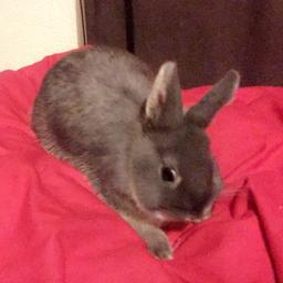 I have a beautiful male netherland dwarf rabbit for sale. He’s so tame and would be a lovely pet to someone but unfortunately I don’t have the time of what he truly deserves!