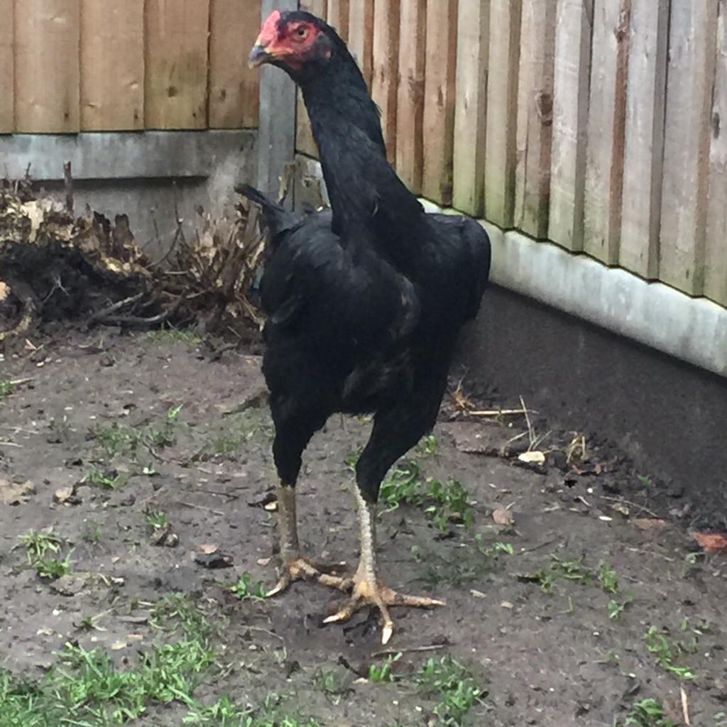 Pure Taiwan Shamo Hen / Not Aseel in E11 London for £90.00 for sale ...