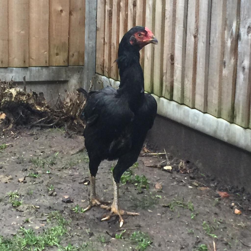 Pure Taiwan Shamo Hen / Not Aseel in E11 London for £90.00 for sale ...