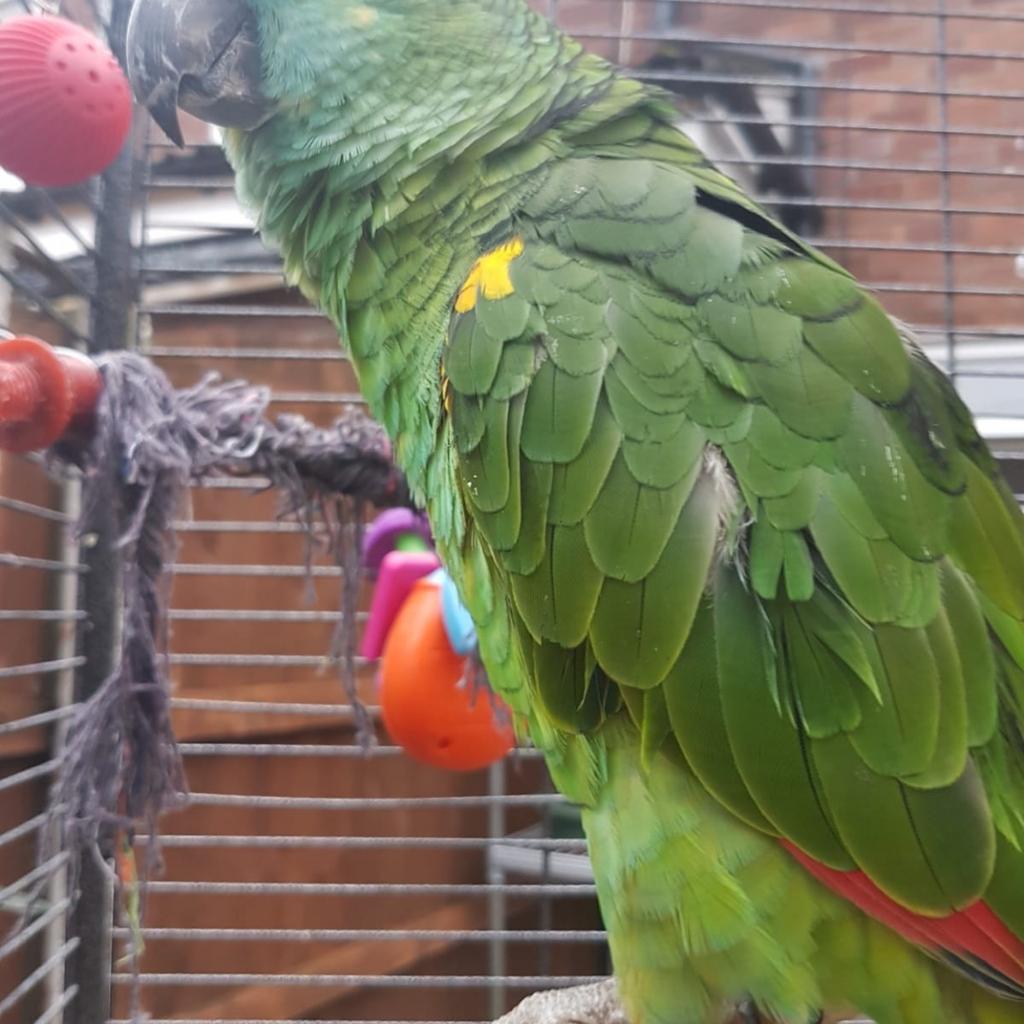 Blue fronted amazon parrot in M25 Salford für 450,00 £ zum Verkauf