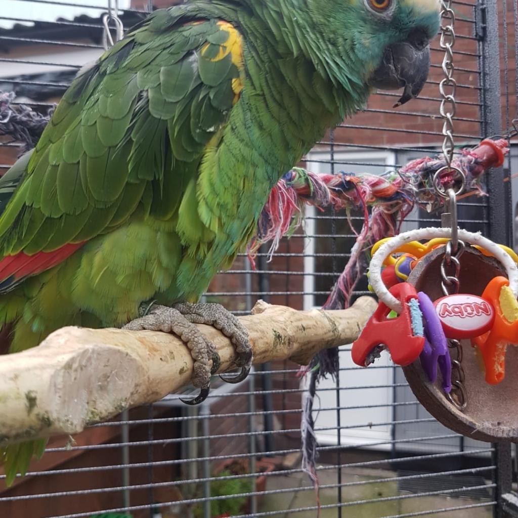 Blue fronted amazon parrot in M25 Salford für 450,00 £ zum Verkauf