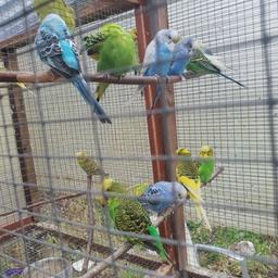 various adult budgies for sale £10 or deals on multiples or swap for other birds