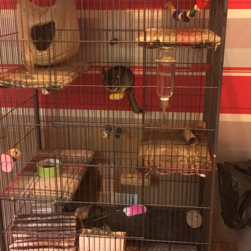 Chinchilla cage for sale in B98 Redditch for £40.00 for sale Shpock