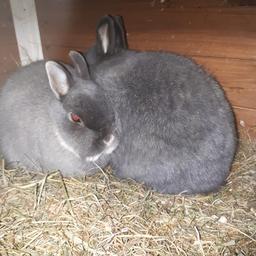 2 Netherlands dwarf rabbits plus large hutch. 1 male, 1 female. FREE 