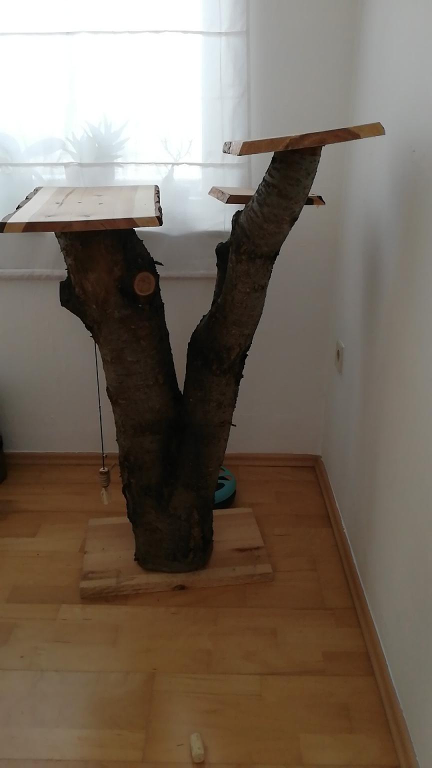 Echter Baumstamm Fur Katzen