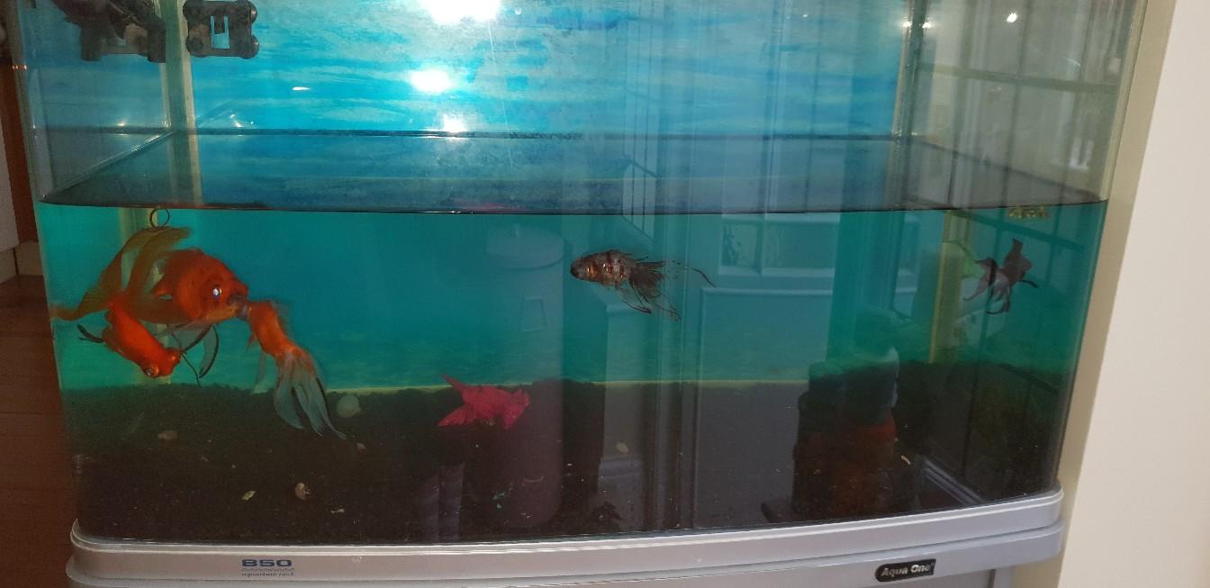 Aqua one fish tank aquarium and stand in DN2 Doncaster for £90.00 for