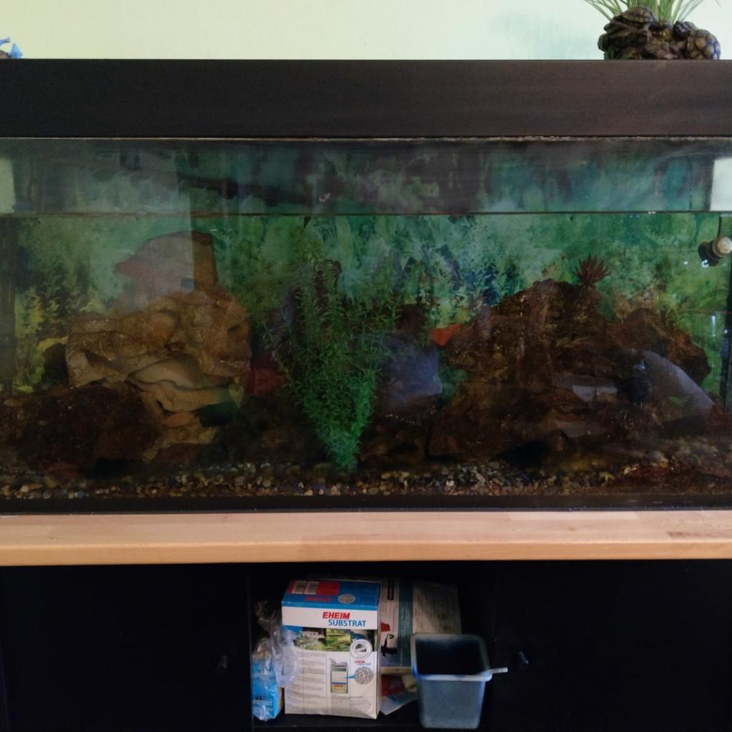 Aquarium 300 l zu verschenken inkl Fische in 90451 Nürnberg für gratis