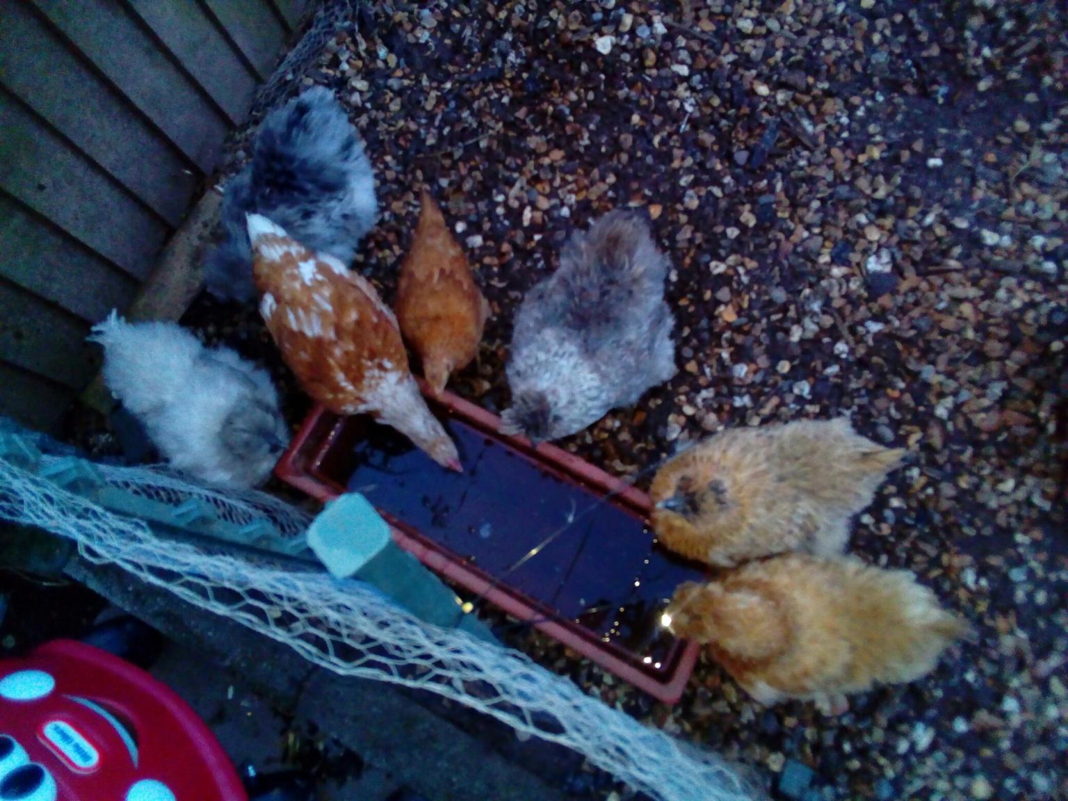 silkie chickens & 2 Warren bantam chicks in WV16 Ditton Priors für 65