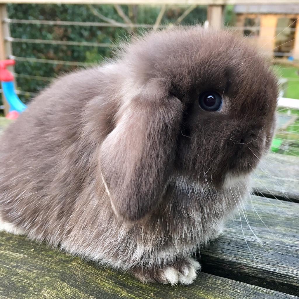 Bunny Blue Eyes Home 30 Cutest Bunny Breeds That Make Perfect Pets