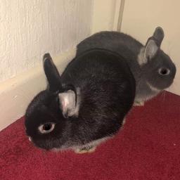 2 beautiful netherland dwarf rabbits, small and cute! Unfortunately me and my partner don’t have the time for them anymore and they need the love and attention they deserve! They’re very tame and excellent with kids and would make a lovely addition to your home! Any questions please ask :) Must sell as a pair!