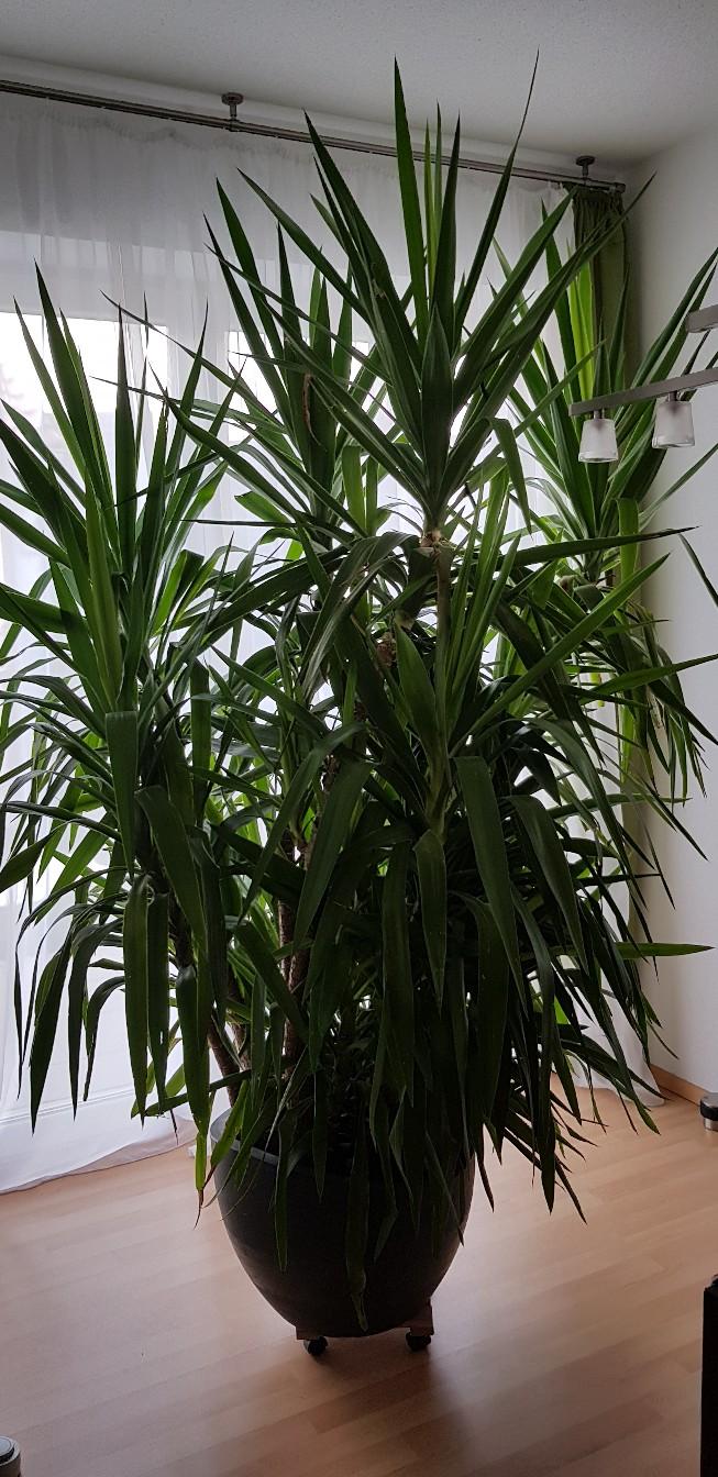 Yucca Palme (ideal für Wintergarten) in 85551 Kirchheim bei München für