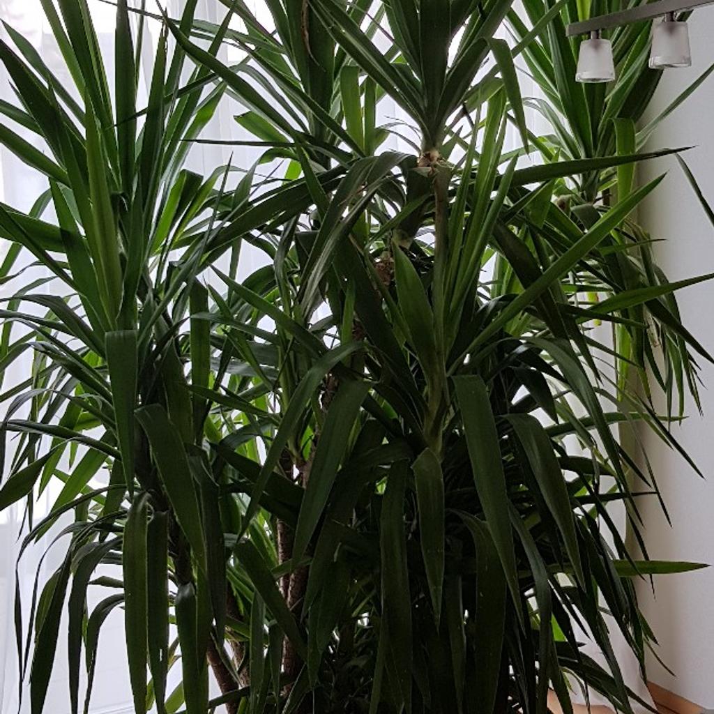 Yucca Palme (ideal für Wintergarten) in 85551 Kirchheim bei München für
