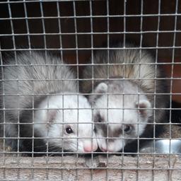 polecat ferret jill each with hutch
pet ferret and have been handled regularly
roughly 1yr old
not been worked
