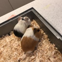 2 female baby guinea pigs, ready to go now. £20 each or £35 for the pair. Collection from wn3 or local drop offs at a small cost.