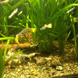 Verkaufe für meinen Bruder:

Junge Guppy - Fische (gelb).

Männlich und weiblich.
Die Erwachsenen sind am Foto relativ gut erkennbar. Die Kleinen sind Flitzer 🤗

Preis ist je Stk.
Bei mehreren € 0,50 je Stück.
Abholung in Alkoven!