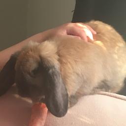 8 months old female rabbit
Very friendly with children
15 rabbit only
25 with the cage , bottle ...
Urgently need to be gone as moving houses and no pet allowed 
If not gone by next week will have to be Rspca