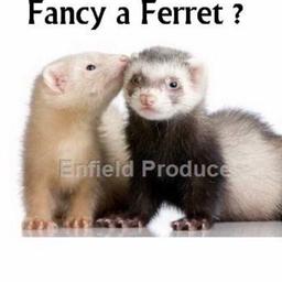 I have two very friendly family pet ferrets for sale through no fault of their own- I’m moving to a apartment and unfortunately can’t take them with me . Jack and Jill were named by my two children and they r lovely family pets - I paid quite a lot for them so only asking for £30 for a quick sale
Any questions please message me - bowls water bottle will go with them they have a hunch which ur more than welcome to have cost me £140 from pets at home -  
Thanks for looking 