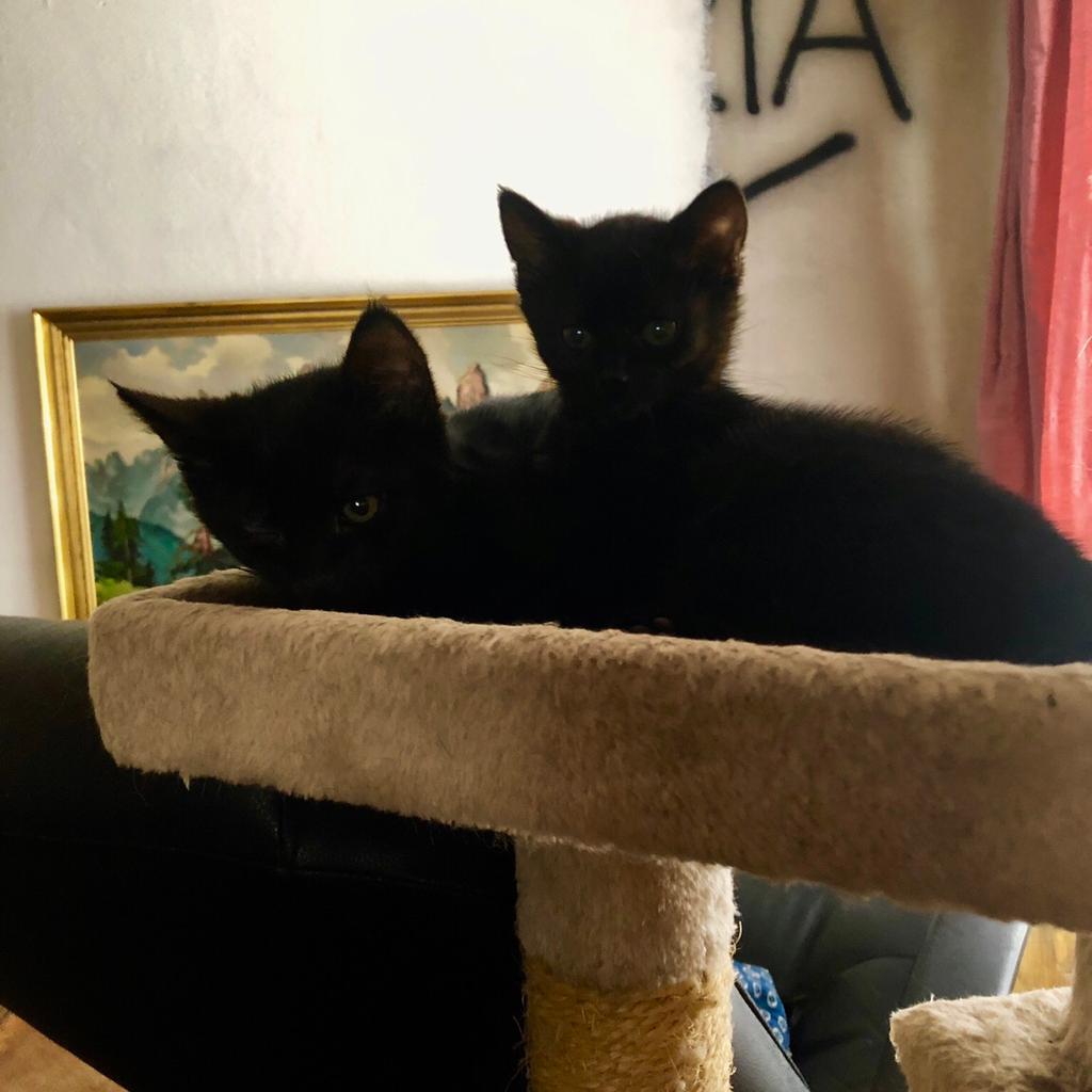 Katzenbabys zu verschenken in 2761 für gratis zum Verkauf Shpock AT