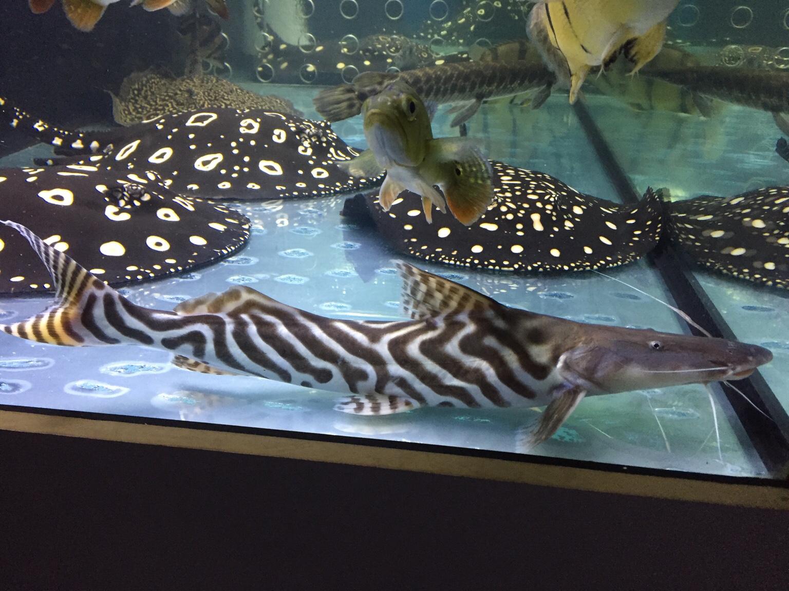 Tigrinus catfish in B97 Redditch for £400.00 for sale Shpock