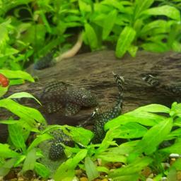 hi for sale my young plecos and shrimps