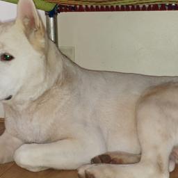 White colour America akita female dog 1 year old very friendly with people.