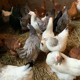 Sexed and vaccinated, many different Breeds available, cou cou Moran, light Sussex, Medecis, bluebells, day old chicks also available