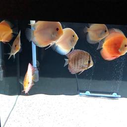 Discus, different strains and sizes, all prices vary. Feel free to drop me a message.