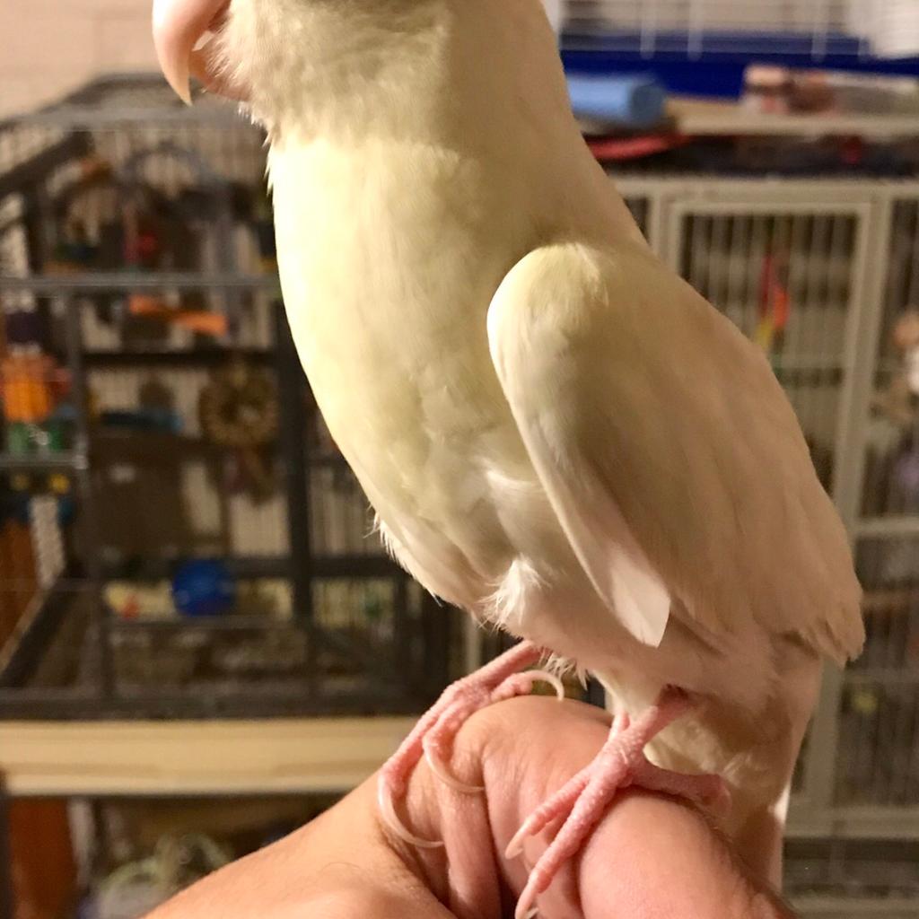 Hand reared kakariki/ breeding pairs of birds in SS14 Basildon for £10.