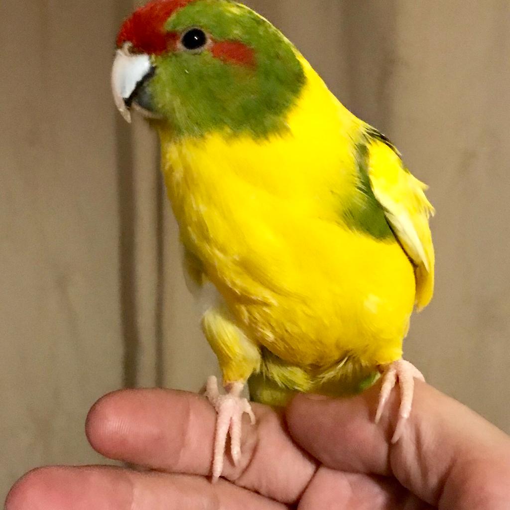 Hand reared kakariki/ breeding pairs of birds in SS14 Basildon for £10.