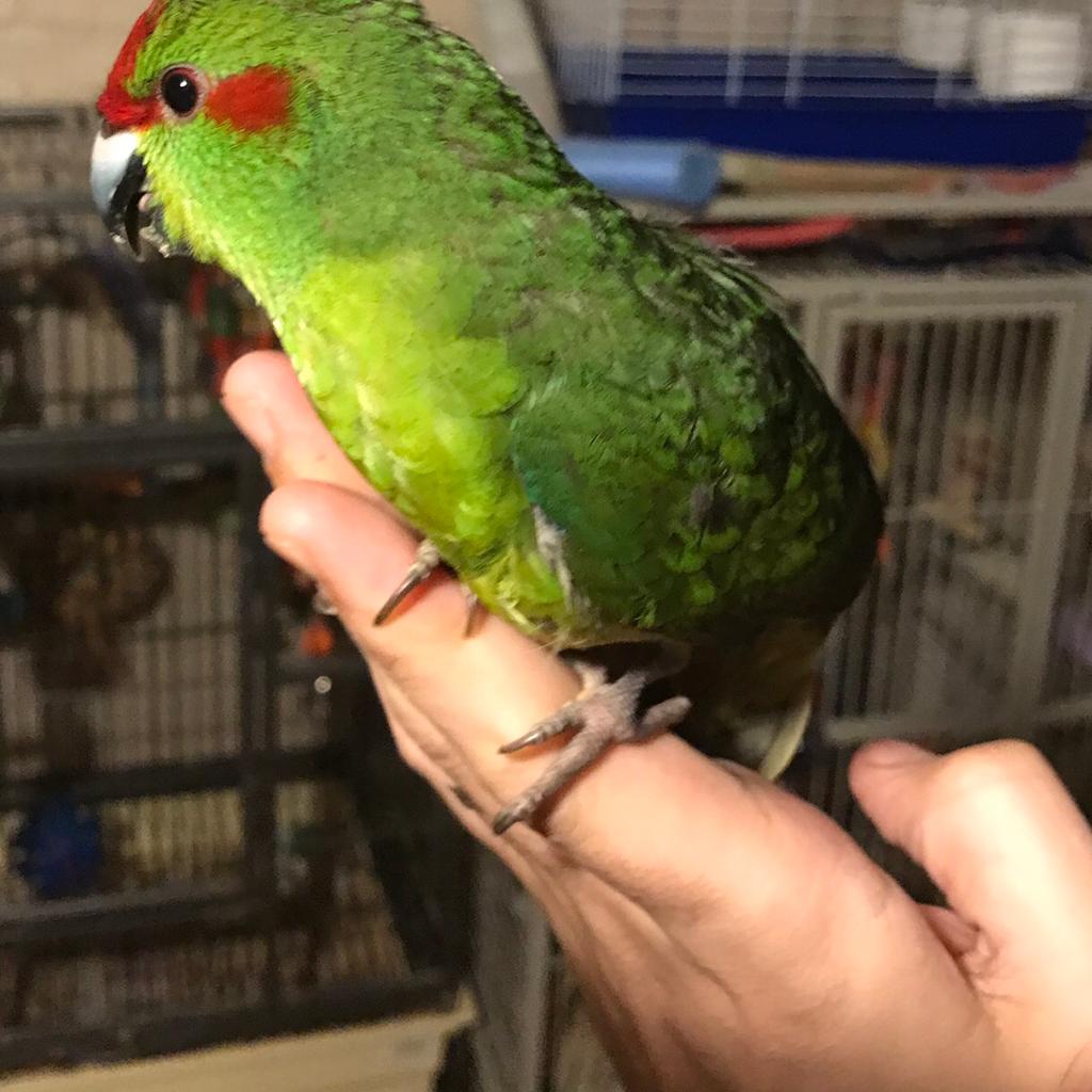 Hand reared kakariki/ breeding pairs of birds in SS14 Basildon for £10.