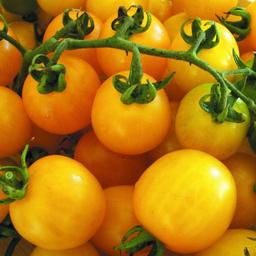 Grow your own honeybee tomatoes this year with these young plants ready to pot up

20 available