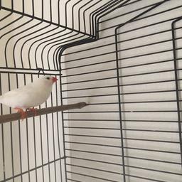 2 female zebra finches
10£each or 2 for 15£
Pick up ONLY
NO TIME WASTERS
BRING YOUR OWN CAGE 