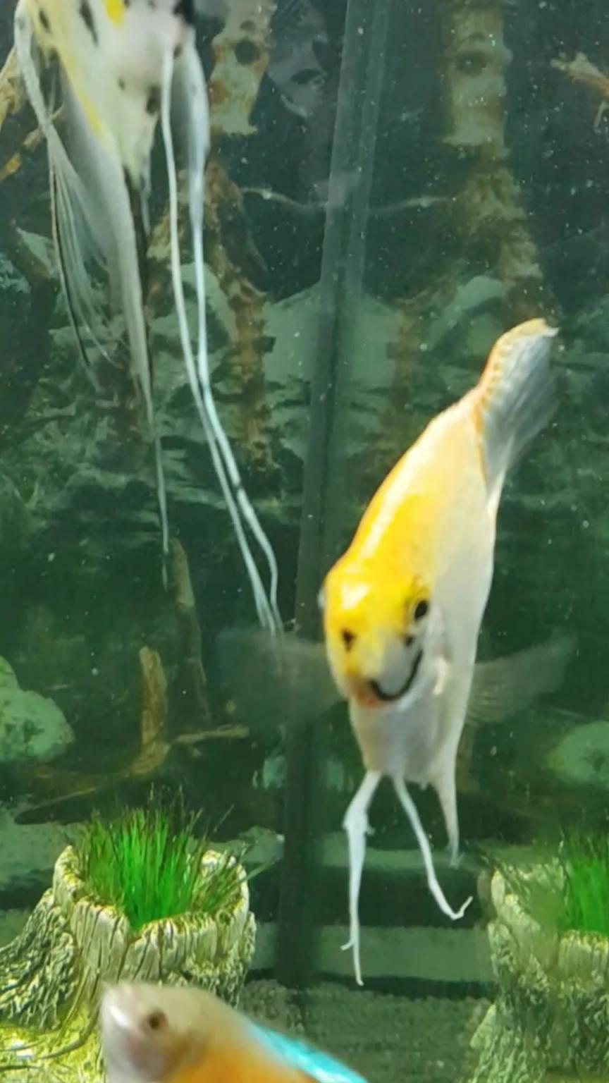 Tropical Fish For Sale. in DY4 Sandwell for £25.00 for sale Shpock