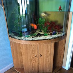 Lovely large aquarium approx 210 liters 
Selling without fish (was previously listed with fish) 
Included in sale new external filter which works amazingly well 
All plants that our in the tank 
Large piece of treated bogwood which is worth £50 alone 
Gravel 
Will accept reasonable offers 
Collection only from south bucks