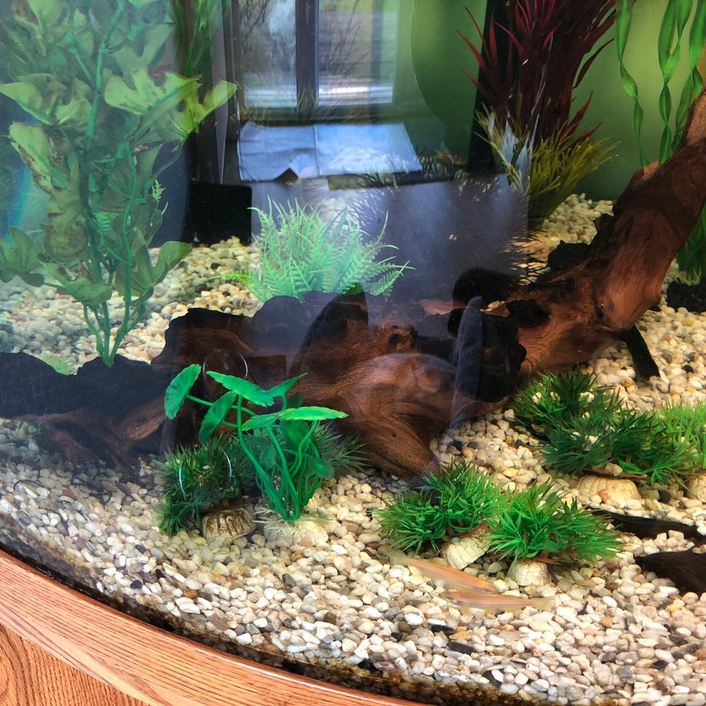 Large corner aquarium in SL3 Langley for £150.00 for sale Shpock