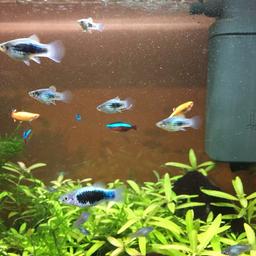 Approx 14. blue platys all under 1 year
1x red and black platy adult
1x black and white platy adult 
1x comet platy (white, orange and black) adult
3x albino corys
3 cardinal tetras adult
3x Gold cloud minnows 

All in good health, blue platys breeding only started with 3! 
Happy to meet in Westminster else collection only from Westminster 
Selling for £25, that’s less then £1 each!